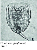 Lecane pyriformis