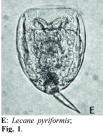 Lecane pyriformis