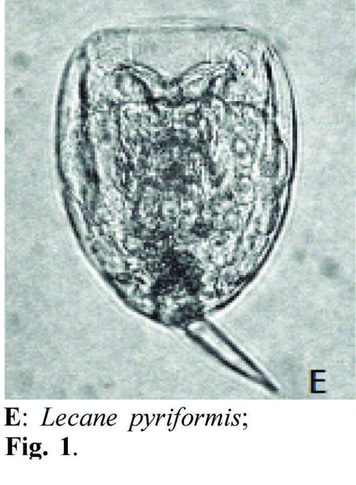 Lecane pyriformis Lecane pyriformis