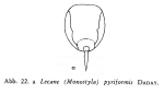 Lecane pyriformis