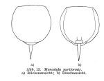Lecane pyriformis