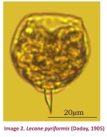 Lecane pyriformis