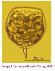 Lecane pyriformis