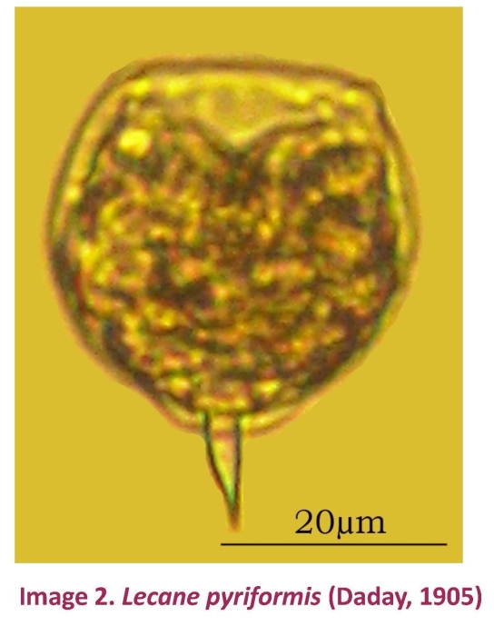 Lecane pyriformis Lecane pyriformis