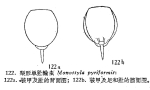 Lecane pyriformis