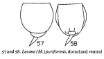 Lecane pyriformis