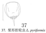 Lecane pyriformis