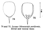 Lecane pyriformis