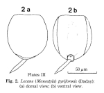 Lecane pyriformis