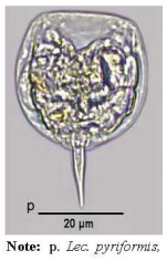 Lecane pyriformis