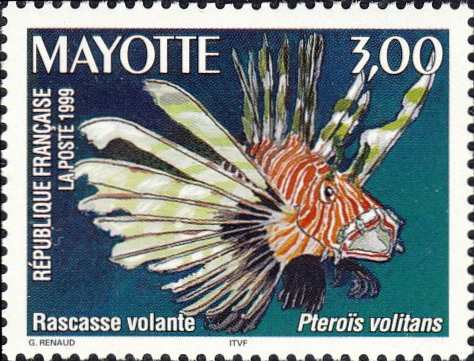 Pterois volitans Pterois volitans