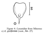 Lecane pyriformis
