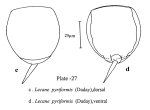 Lecane pyriformis