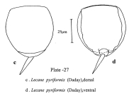 Lecane pyriformis