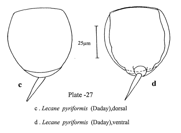Lecane pyriformis Lecane pyriformis
