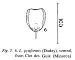 Lecane pyriformis