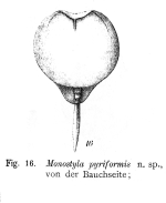 Lecane pyriformis