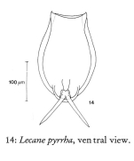 Lecane pyrrha