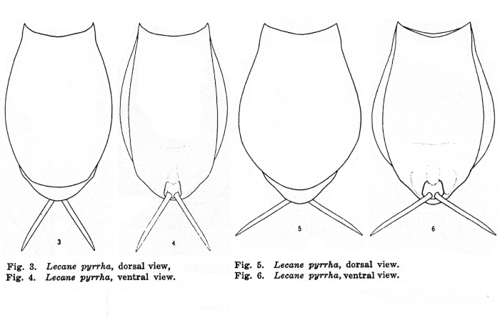 Lecane pyrrha - Original description image