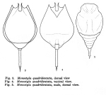Lecane quadridentata