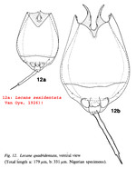 Lecane quadridentata