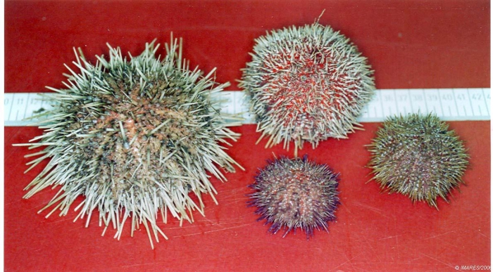 North Sea echinoids