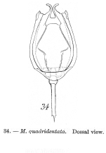 Lecane quadridentata