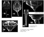 Lecane quadridentata