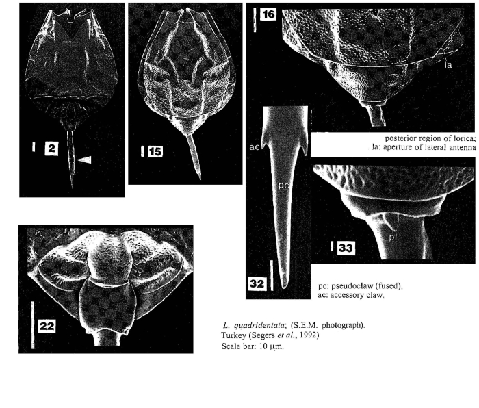Lecane quadridentata Lecane quadridentata