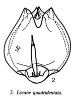 Lecane quadridentata