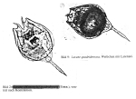 Lecane quadridentata