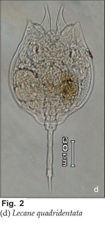 Lecane quadridentata