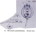 Lecane quadridentata