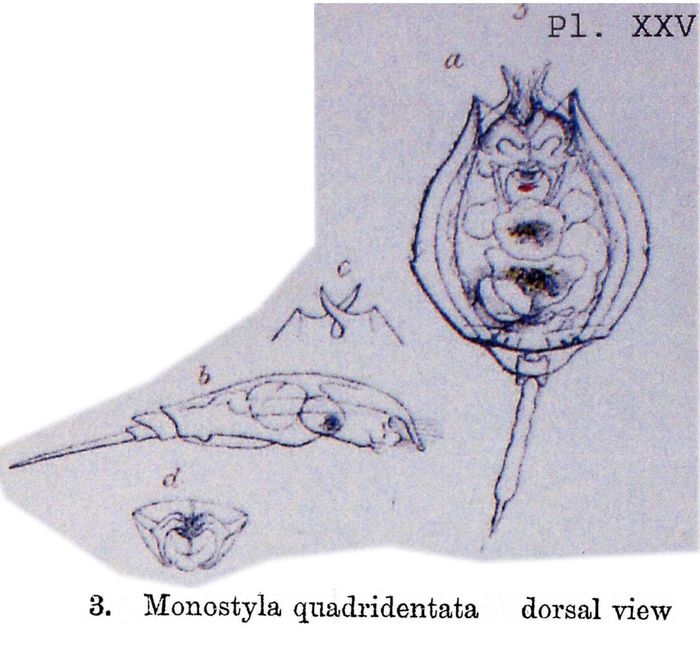 Lecane quadridentata Lecane quadridentata