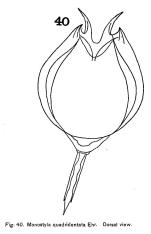 Lecane quadridentata