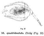 Lecane quadridentata