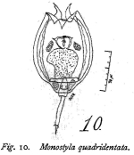 Lecane quadridentata