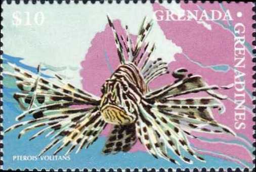 Pterois volitans Pterois volitans
