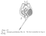 Lecane quadridentata