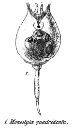 Lecane quadridentata