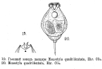 Lecane quadridentata