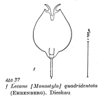 Lecane quadridentata