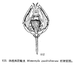 Lecane quadridentata