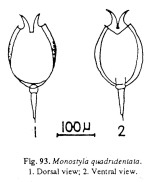 Lecane quadridentata