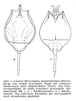 Lecane quadridentata