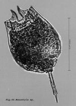 Lecane quadridentata