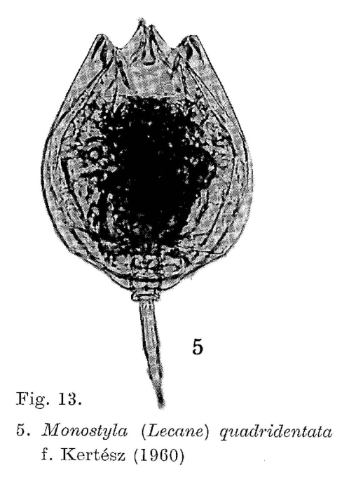 Lecane quadridentata Lecane quadridentata