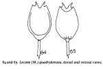 Lecane quadridentata
