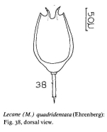 Lecane quadridentata