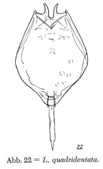 Lecane quadridentata
